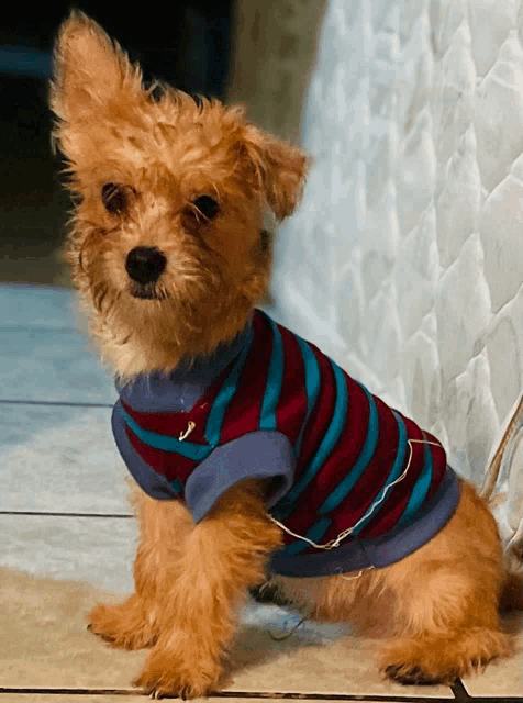 a small brown dog wearing a blue and red striped sweater
