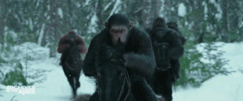 a group of chimpanzees are riding horses through the snow .