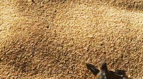 When I'M Late For Work GIF - Seaturtle Babyanimal Scurry GIFs