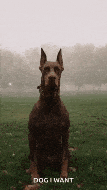 a brown dog is sitting in the grass with the words " dog i want " written below it