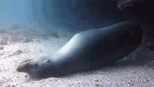 Well Howdy GIF - Seal Sea Lion Hello GIFs