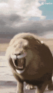 a picture of a lion with its mouth open and a caption that says cap cut