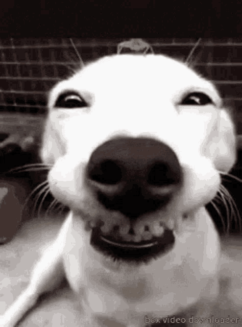 Dog Puppy GIF - Dog Puppy Smile GIFs