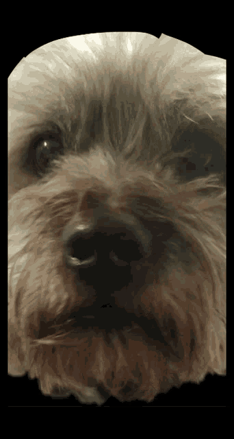 a close up of a dog 's face shows the nose and eyes