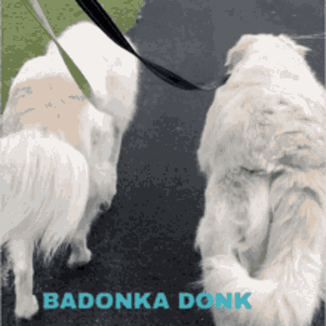 Walking My Baby Back Home Great Pyrenees Mountain Dog GIF - Walking My Baby Back Home Great Pyrenees Mountain Dog Walk The Dogs GIFs