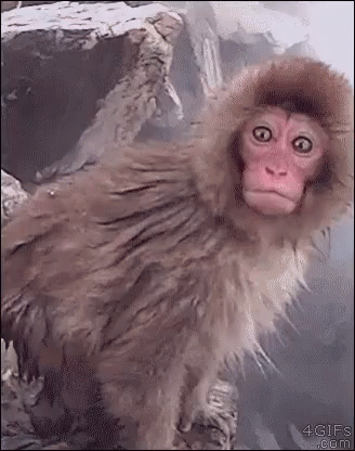 When I Heard Rachel Dolezal Is White GIF - Shocked Monkey GIFs
