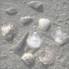 several sea shells are laying on the sand