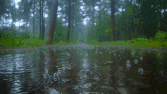 a puddle in the middle of a forest with trees in the background