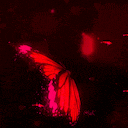 a close up of a butterfly 's wing with a red background