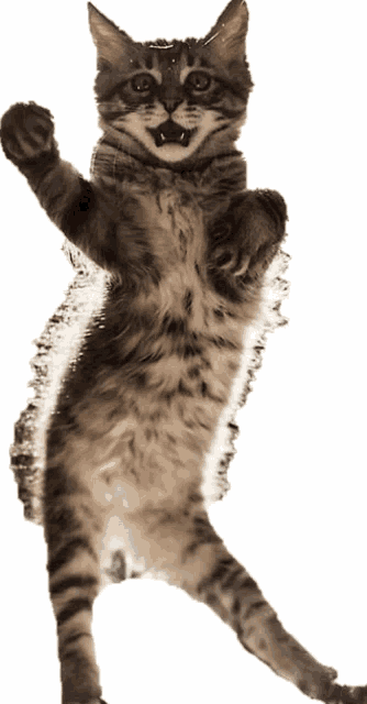 a cat is standing on its hind legs with its paw up in the air