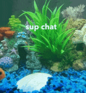 Chubbie The Fish Sup Chat GIF - Chubbie The Fish Sup Chat Sup GIFs