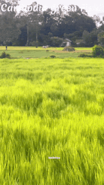 a picture of a field with the words cambodia green