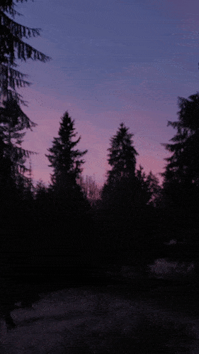 a dark forest with a pink sky in the background
