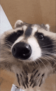 Raccoon Raccoon Sniff GIF - Raccoon Raccoon Sniff Raccoon Sniffing GIFs