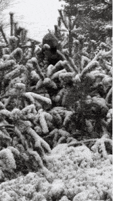 a black and white photo of a snowy forest
