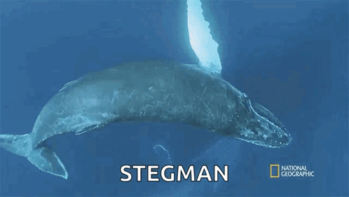Spin Humpback Whale Migration GIF - Spin Humpback Whale Migration Shark Vs Whale GIFs