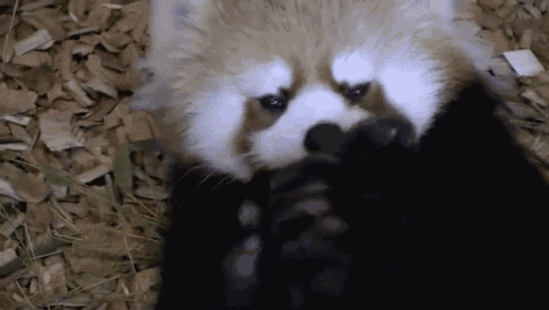 a close up of a red panda laying on the ground with its paws on its face .