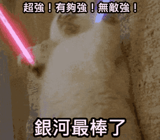 a picture of a cat holding a pink light saber with chinese writing below it