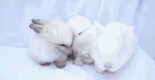 two small white rabbits are sitting next to each other on a white surface .