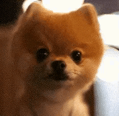a pomeranian dog is looking at the camera with a blurred background .