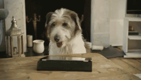 a dog sitting on a table with a tablet on it