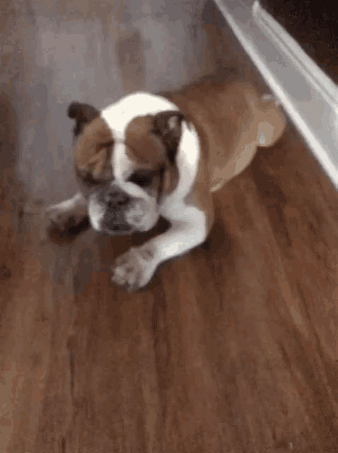 a brown and white bulldog laying on a wood floor