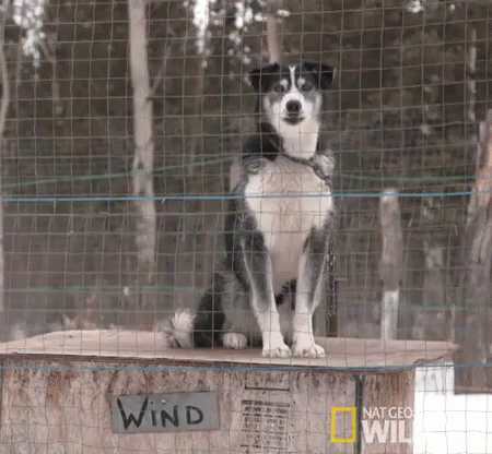 Come Back! You Know I Don'T Like To Be Alone In Here! GIF - Come Back Dr Oakley Yukon Vet GIFs