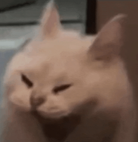 a close up of a cat 's face with a very angry look on its face .