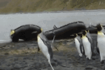 Penguin Versus Rope GIF - Penguin Versus Rope GIFs