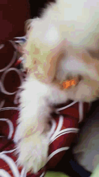 a white cat with a red and white striped blanket