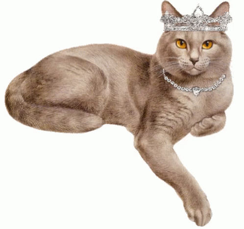 Cat Crown GIF - Cat Crown GIFs