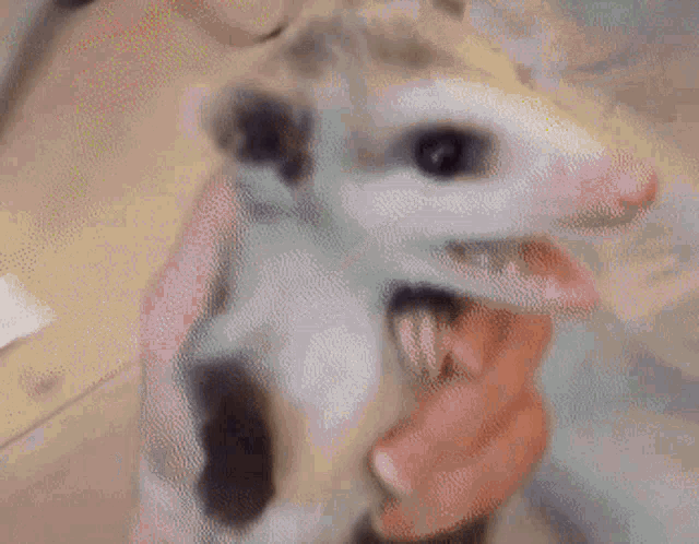 a person is holding a small opossum in their hand .