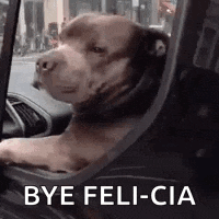 a dog is sitting in a car with its head out the window .
