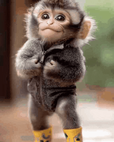 a baby monkey wearing a jacket and yellow boots is standing .