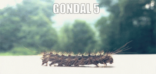 Gondal Five GIF - Gondal Five Caterpillar GIFs