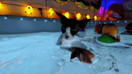 a cat is swimming in a pool with balloons in the background