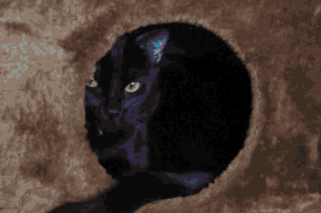 a black cat with green eyes looks out of a hole in a cat tree