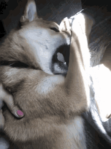 a close up of a dog 's face with a pink nail