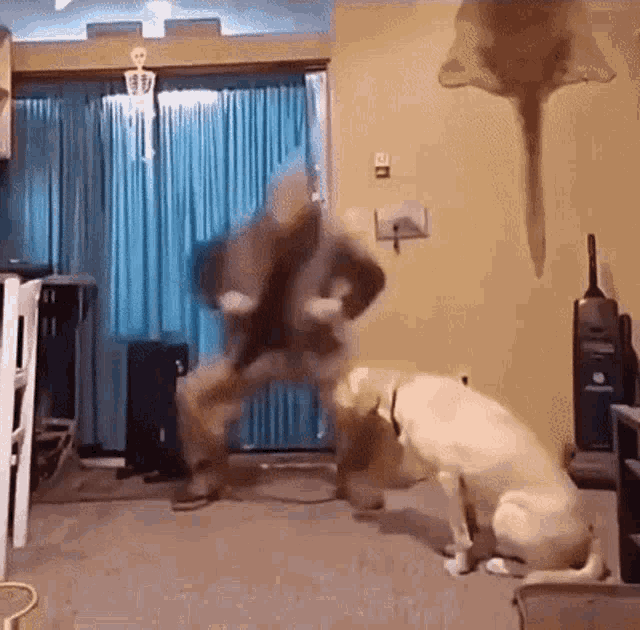 a man is dancing in a living room with a dog .