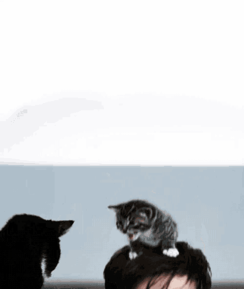 a kitten is sitting on top of a man 's head and looking at the camera .
