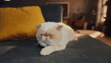 a cat with its eyes closed is laying on a couch