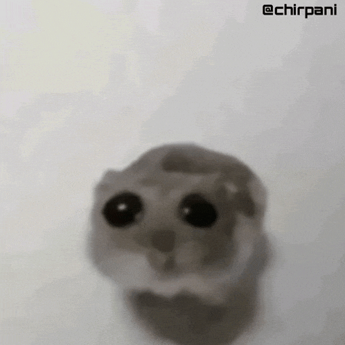 a close up of a hamster 's face with black eyes .