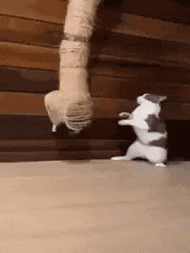 a cat is standing on its hind legs and playing with a toy .