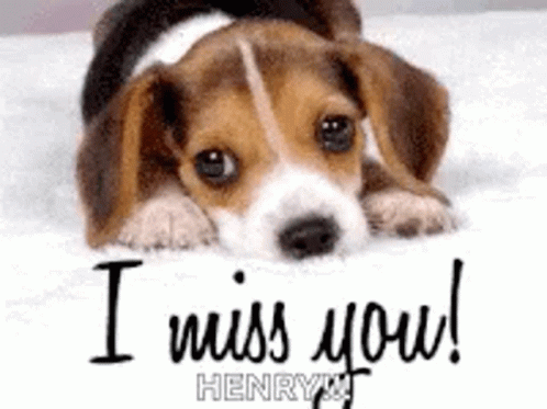 Pet Beagle GIF - Pet Beagle I Miss You GIFs