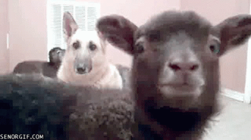 Goat What GIF - Goat What Whatever GIFs