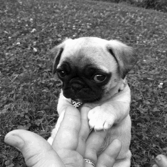 a small pug puppy is being held by a person