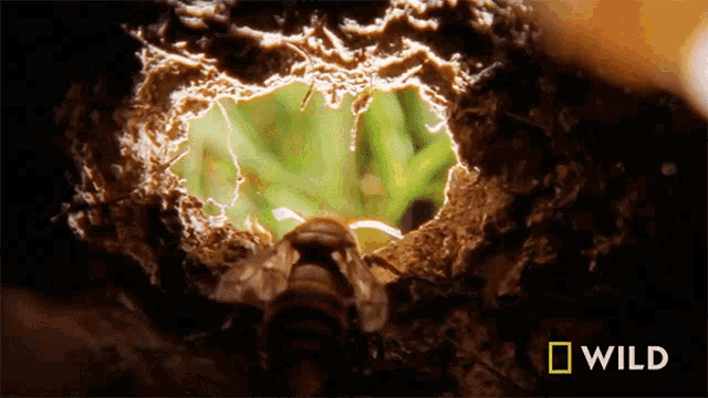 a bug is crawling out of a hole in the ground with a national geographic logo in the corner