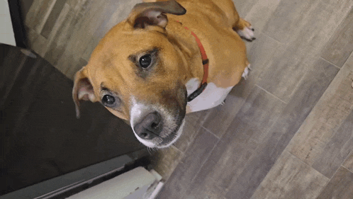 a brown and white dog with a red collar looking up at the camera