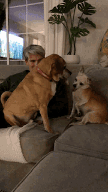 a man sitting on a couch with two dogs looking at him