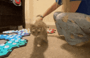 a woman petting a cat on the floor while it looks at the camera